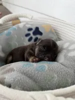 Michelangelo, a male French Bulldog for sale in Fayetteville, NC – 4 of 4