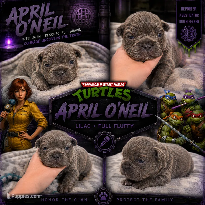 April O’Neill  – French Bulldog puppy for sale in Fayetteville, NC
