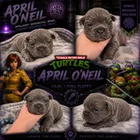 April O’Neill , a female French Bulldog for sale in Fayetteville, NC – 7 of 8