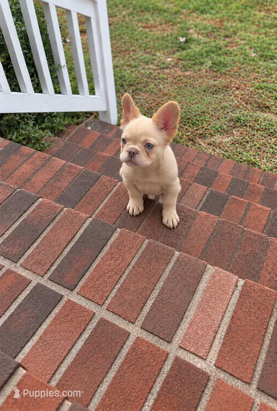 Leonardo – French Bulldog puppy for sale in Fayetteville, NC