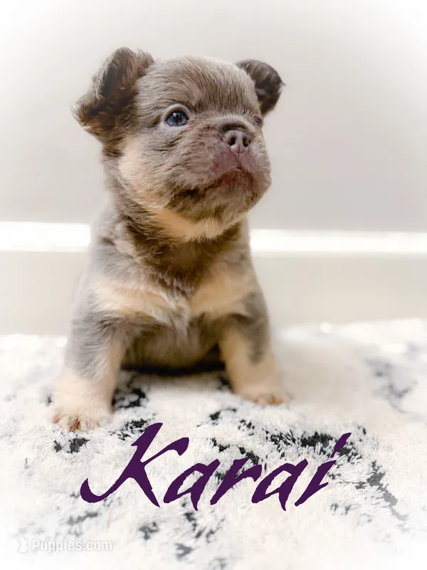 Karai – French Bulldog puppy for sale in Fayetteville, NC