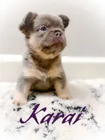 Karai, a female French Bulldog for sale in Fayetteville, NC – 3 of 9