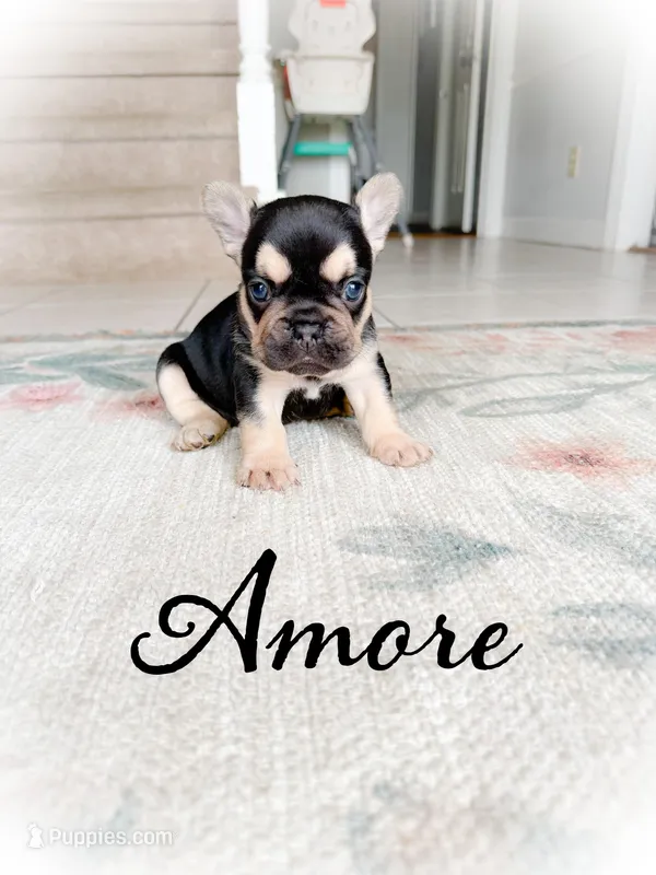 Amore  – French Bulldog puppy for sale in Fayetteville, NC