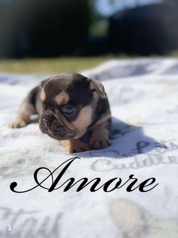 Amore , a male French Bulldog for sale in Fayetteville, NC – Photo 1 of 2