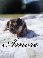 Amore , a male French Bulldog for sale in Fayetteville, NC – Photo 1 of 2