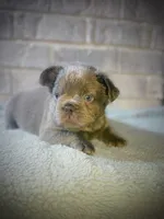 April O’Neill , a female French Bulldog for sale in Fayetteville, NC – 4 of 8