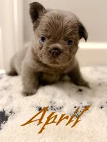 April O’Neill , a female French Bulldog for sale in Fayetteville, NC – 5 of 8