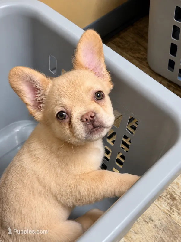 Donatello – French Bulldog puppy for sale in Fayetteville, NC