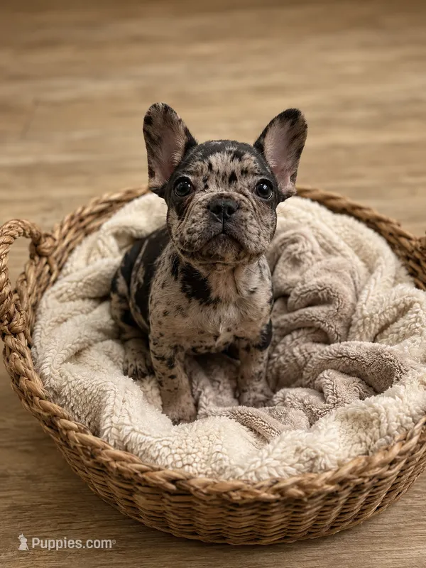 Hiccup (fluffy carrier) – French Bulldog puppy for sale in Fayetteville, NC