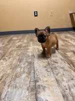 Chewbacca (fluffy), a female French Bulldog for sale in Fayetteville, NC – 9 of 10