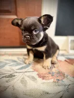 Michelangelo, a male French Bulldog for sale in Fayetteville, NC – 6 of 10