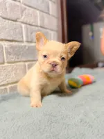 Leonardo, a male French Bulldog for sale in Fayetteville, NC – 2 of 10