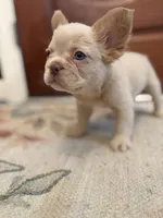 Leonardo, a male French Bulldog for sale in Fayetteville, NC – 5 of 10