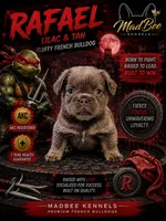 Rafael, a male French Bulldog for sale in Fayetteville, NC – 1 of 8