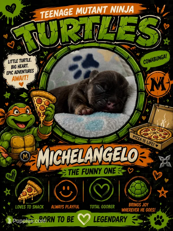 Michelangelo – French Bulldog puppy for sale in Fayetteville, NC