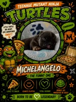 Michelangelo, a male French Bulldog for sale in Fayetteville, NC – 1 of 4