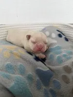 Leonardo, a male French Bulldog for sale in Fayetteville, NC – 2 of 5