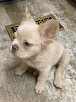 Leonardo, a male French Bulldog for sale in Fayetteville, NC – 2 of 10