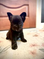 Chloe , a female French Bulldog for sale in Fayetteville, NC – 2 of 6