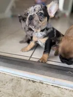 Night fury (fluffy carrier), a male French Bulldog for sale in Fayetteville, NC – Photo 6 of 6