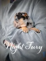 Night fury , a male French Bulldog for sale in Fayetteville, NC – Photo 2 of 3