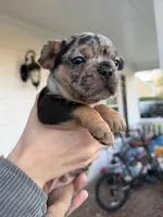 Night fury , a male French Bulldog for sale in Fayetteville, NC – Photo 3 of 3