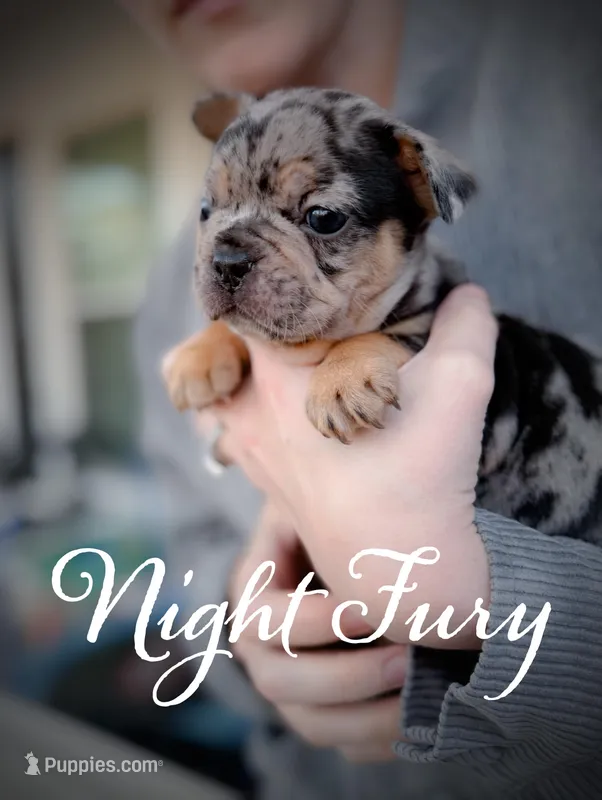 Night fury  – French Bulldog puppy for sale in Fayetteville, NC