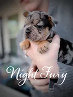 Night fury , a male French Bulldog for sale in Fayetteville, NC – Photo 1 of 3