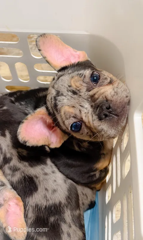 Night fury (fluffy carrier) – French Bulldog puppy for sale in Fayetteville, NC