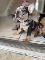 Night fury (fluffy carrier), a male French Bulldog for sale in Fayetteville, NC – Photo 1 of 6