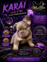 Karai, a female French Bulldog for sale in Fayetteville, NC – 1 of 9