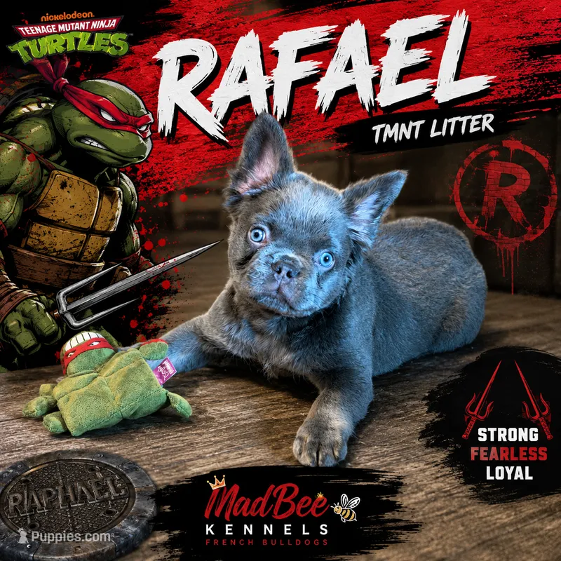 Rafael – French Bulldog puppy for sale in Fayetteville, NC