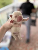 Leonardo, a male French Bulldog for sale in Fayetteville, NC – 4 of 5