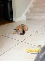 Astrid (fluffy), a female French Bulldog for sale in Fayetteville, NC – Photo 2 of 8