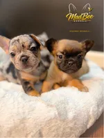 Astrid (fluffy), a female French Bulldog for sale in Fayetteville, NC – Photo 5 of 8