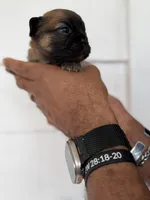 Astrid, a female French Bulldog for sale in Fayetteville, NC – Photo 2 of 3