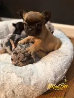 Astrid (fluffy), a female French Bulldog for sale in Fayetteville, NC – Photo 7 of 8
