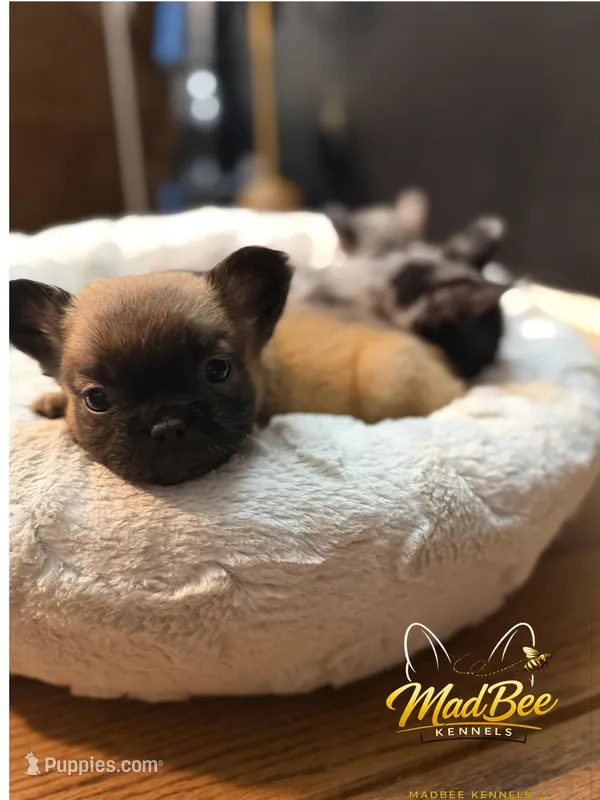 Astrid – French Bulldog puppy for sale in Fayetteville, NC