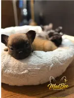 Astrid (fluffy), a female French Bulldog for sale in Fayetteville, NC – Photo 3 of 8