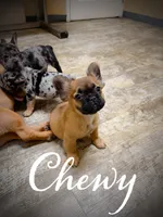 Chewbacca (fluffy), a female French Bulldog for sale in Fayetteville, NC – 2 of 10