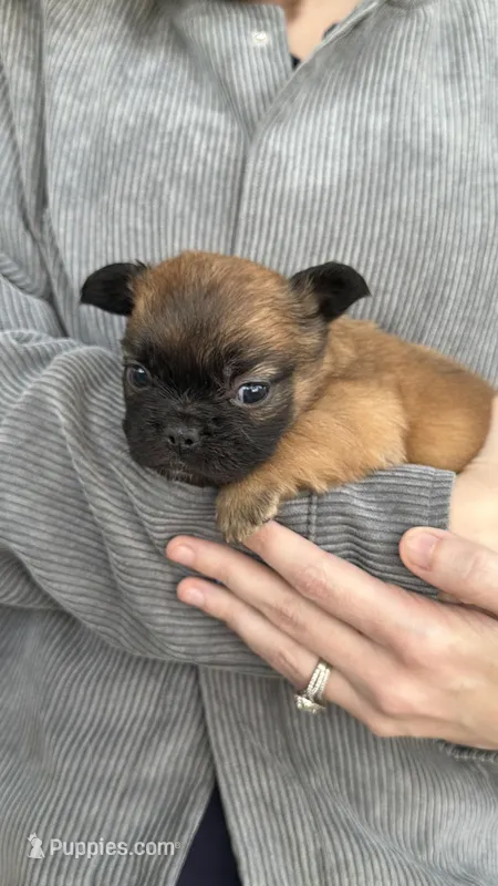 Astrid – French Bulldog puppy for sale in Fayetteville, NC