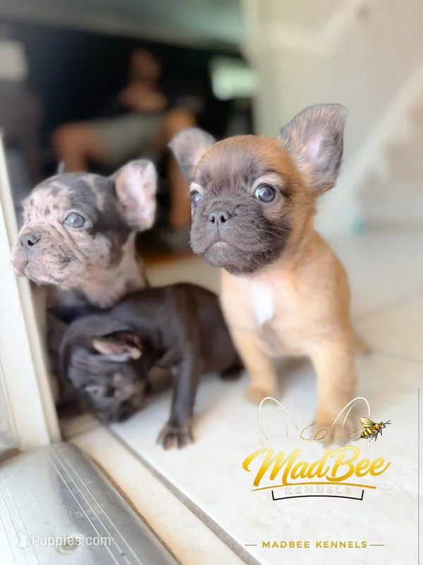 Astrid (fluffy) – French Bulldog puppy for sale in Fayetteville, NC