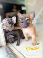 Astrid (fluffy), a female French Bulldog for sale in Fayetteville, NC – Photo 1 of 8