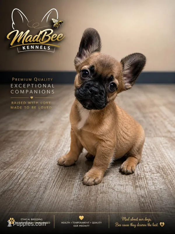 Chewbacca (fluffy) – French Bulldog puppy for sale in Fayetteville, NC