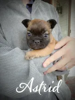 Astrid, a female French Bulldog for sale in Fayetteville, NC – Photo 3 of 3