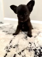 Chloe, a female French Bulldog for sale in Fayetteville, NC – 6 of 9