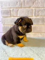 Michelangelo, a male French Bulldog for sale in Fayetteville, NC – 2 of 7