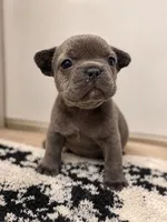 Bluey , a female French Bulldog for sale in Fayetteville, NC – 1 of 3