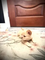 Donatello, a male French Bulldog for sale in Fayetteville, NC – 5 of 10