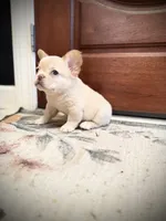 Donatello, a male French Bulldog for sale in Fayetteville, NC – 4 of 10